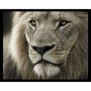 African Lion