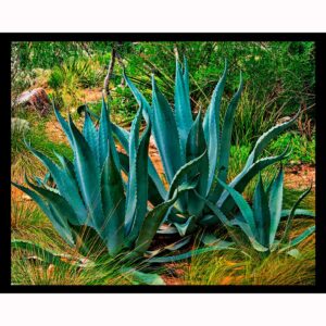 Agave