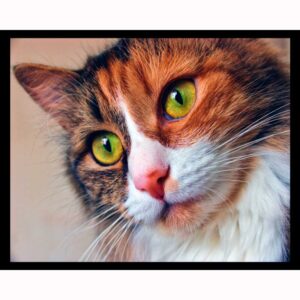 Amazed Cat
