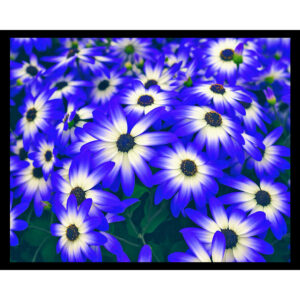 Amazing Blue