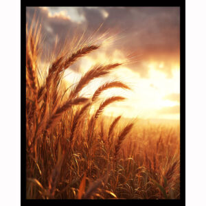 Amber Field