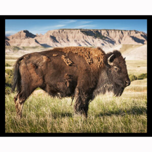 American Bison