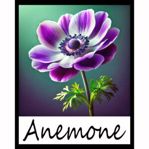 Flower Series: Anemone