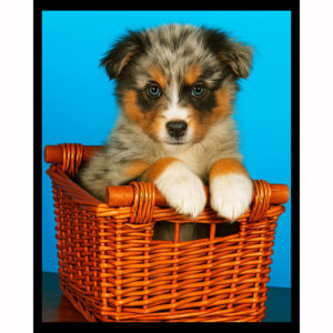 Australian Shepherd