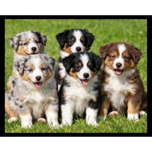 Australian Shepherd Puppies