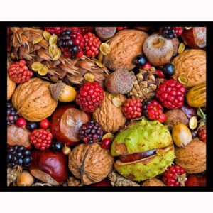Autumn Fruits