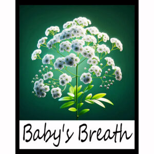 Flower Series: Baby's Breath