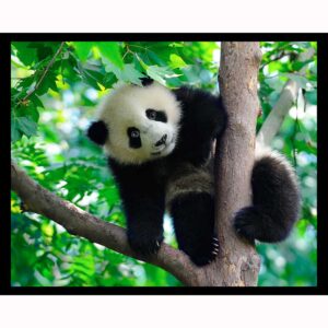 Baby Panda