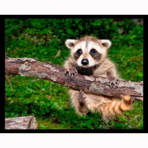 Baby Raccoon