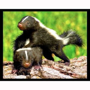 Baby Skunks