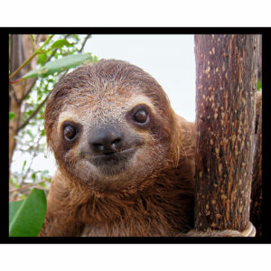 Baby Sloth