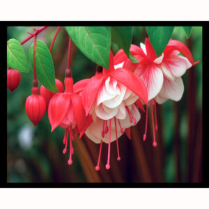 Back to the Fuchsia