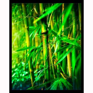 Bamboo