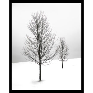 Bare Trees in Snow