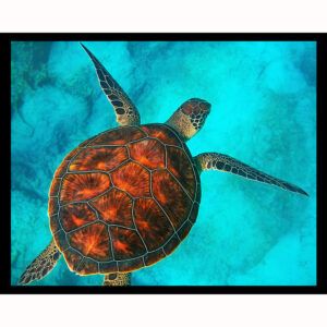 Beautiful Sea Turtle