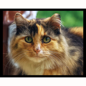 Beauty the Cat