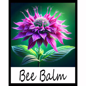 Flower Series: Bee Balm