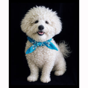 Bichon