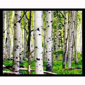 Birch Trees
