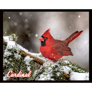 Bird Series #01 - Cardinal