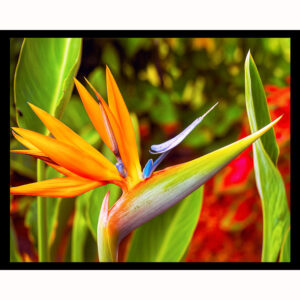 Bird of Paradise