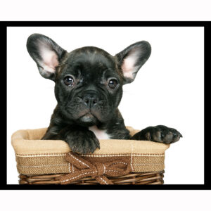 Black French Bulldog