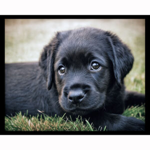 Black Lab Puppy