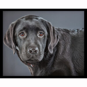 Black Labrador Retriever