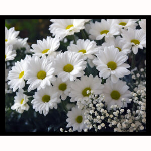 Blooming Daisies