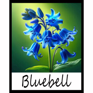 Flower Series: Bluebell