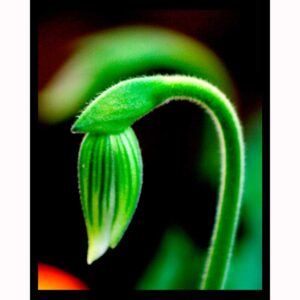 Bokeh Orchid