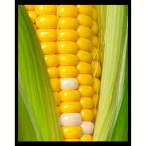 Born to Eat Corn