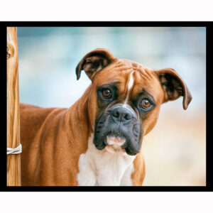 Boxer