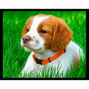 Brittany Puppy