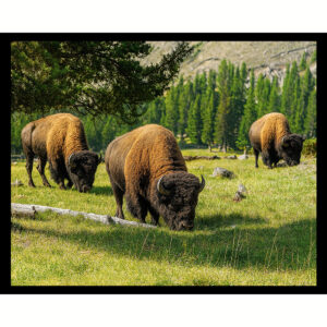 Buffalo
