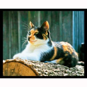 Calico Cat