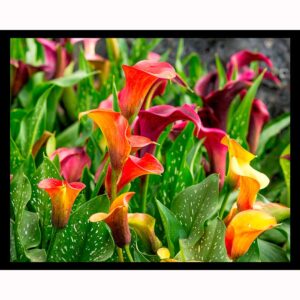 Calla Lily Field