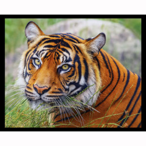 Calm Tiger