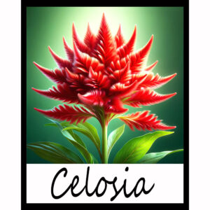 Flower Series: Celosia