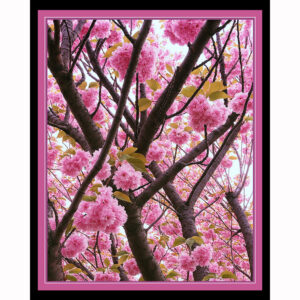 Cherry Blossoms