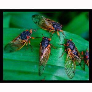 Cicada Party