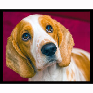 Cocker Spaniel