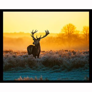 Cold Morning