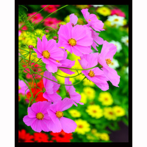 Colorful Cosmos