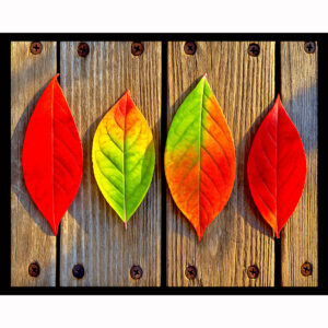 Colorful Fall