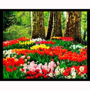 Colorful Tulips