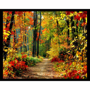 Colors of Fall