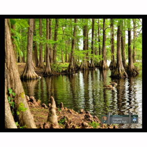 National Parks Series #19: Congaree National Park