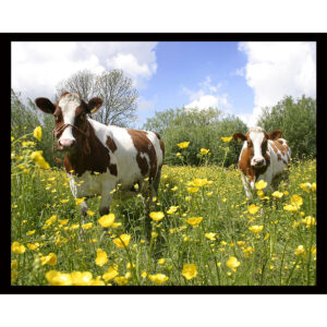 Cow Landscape