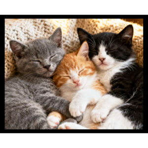 Cuddle Kittens